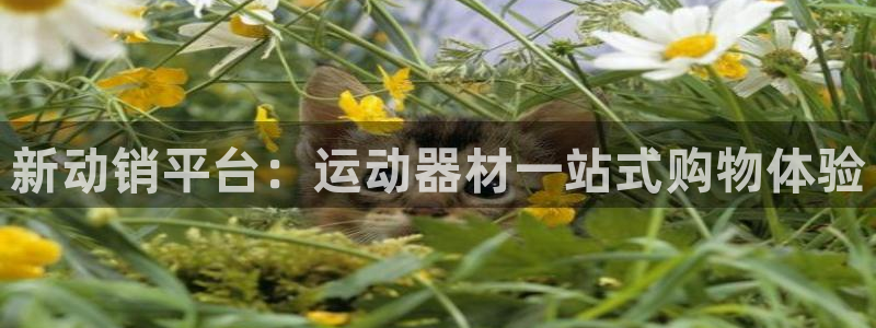 fb平台体育：新动销平台：运动器材一站式购物体验